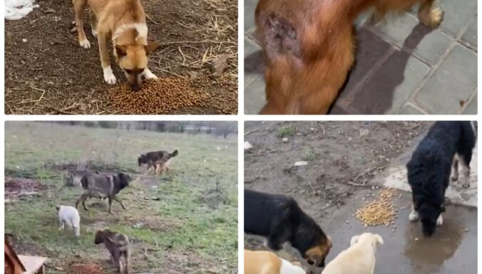 Dzīvnieku patversme 'Mežavairogi' lūdz palīdzēt Ukrainā palikušajiem dzīvniekiem