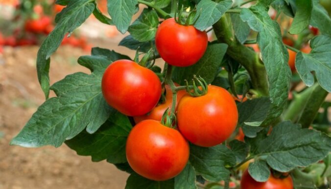 No tomātiem līdz zemenēm: audzētāju ieteiktās dārzeņu un ogu šķirnes