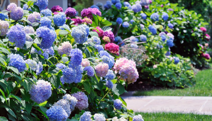 Последний месяц лета: Календарь садовых работ на август
