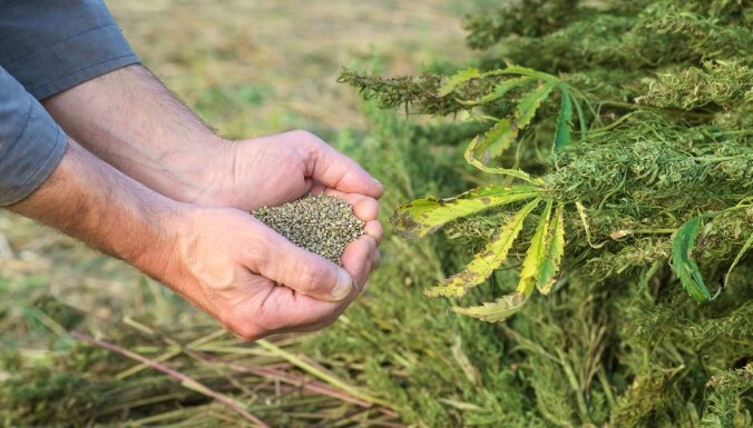 Luksemburga atļaus audzēt marihuānas kaņepes personiskai lietošanai