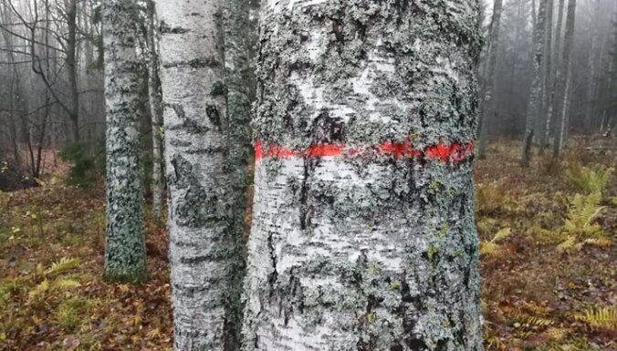 Ērgļu novada opozīcijai ārkārtas sēdē neizdodas apturēt Braku meža ciršanu