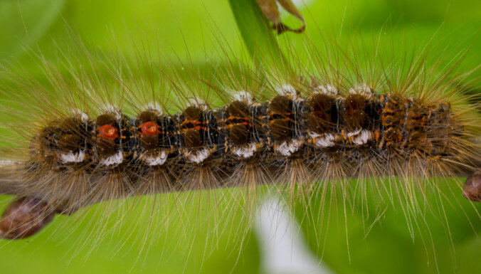 В Земгале массово размножаются гусеницы, вызывающие у людей аллергическую реакцию