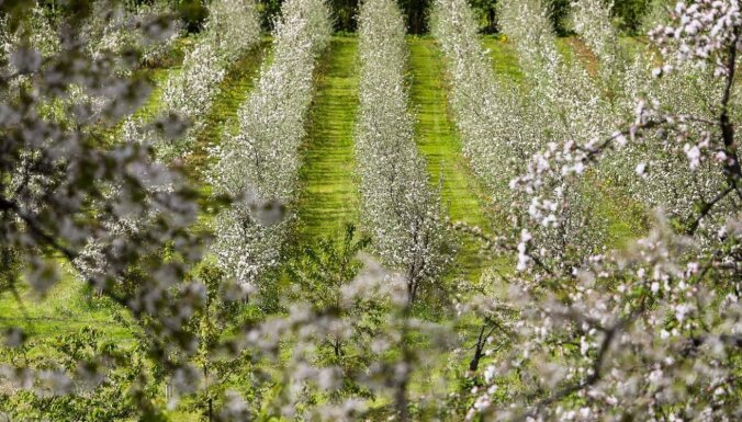 Foto: 'Eglāju' saimniecībā zied ābeles vairāk nekā 10 hektāru platībā