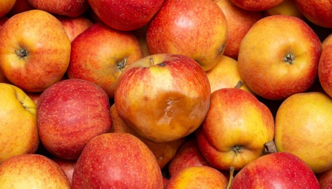Порченые яблоки смертельно опасны – миф или правда? Разбираем с доктором химических наук