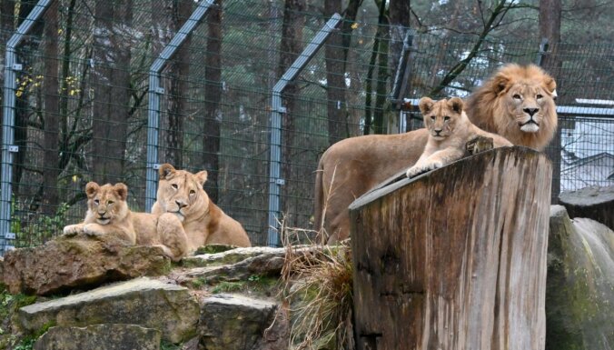 Darbu atsāk Rīgas zoo un filiāle 'Cīruļi'; apmeklētājus aicina pārvietoties klusi