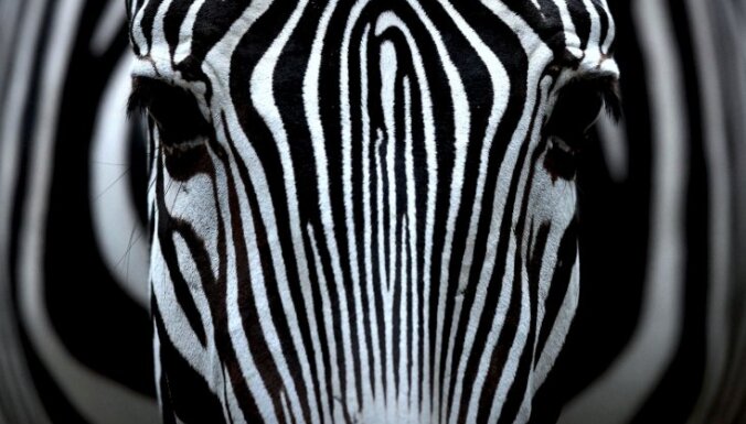 Izvirzīta jauna teorija par to, kāpēc zebras ir svītrainas