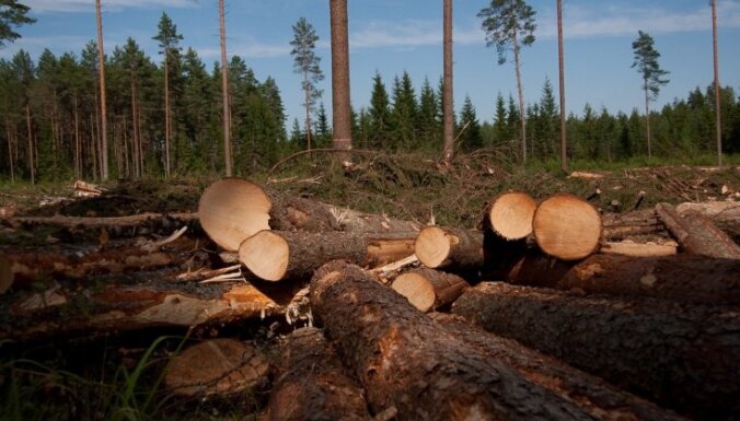 Par koku nozagšanu valsts mežā ar vairāk nekā 10 000 eiro soda Balvu novada iedzīvotāju