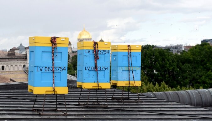 На крыше Латышского общества установят пчелиные ульи – в Верманском парке цветут липы