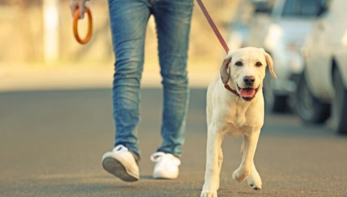 Комендантский час: что делать владельцам собак и как выгуливать питомцев?
