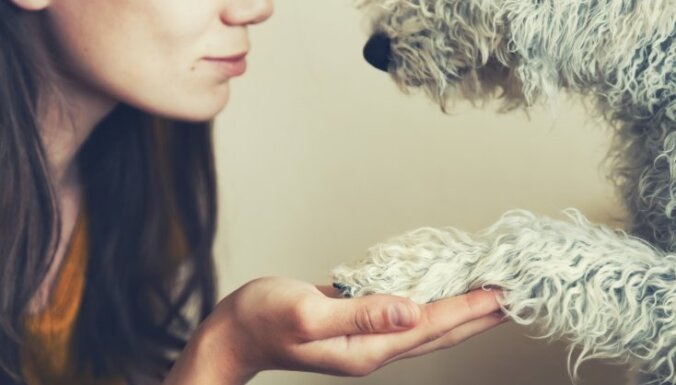 Почему собаки чаще всего хорошо понимают, что мы говорим