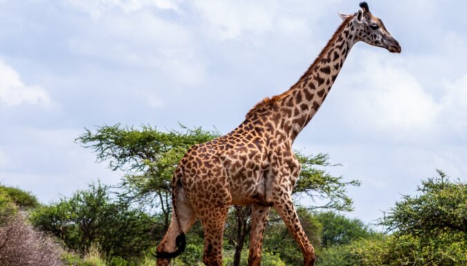 Svin Pasaules žirafu dienu. Pētījumi liecina: žirafu skaits negaidīti pieaug