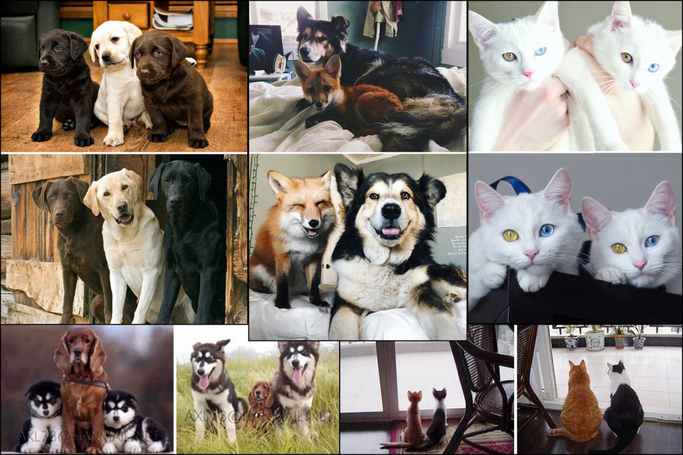 До и после: 10 фото друзей-животных, которые выросли вместе