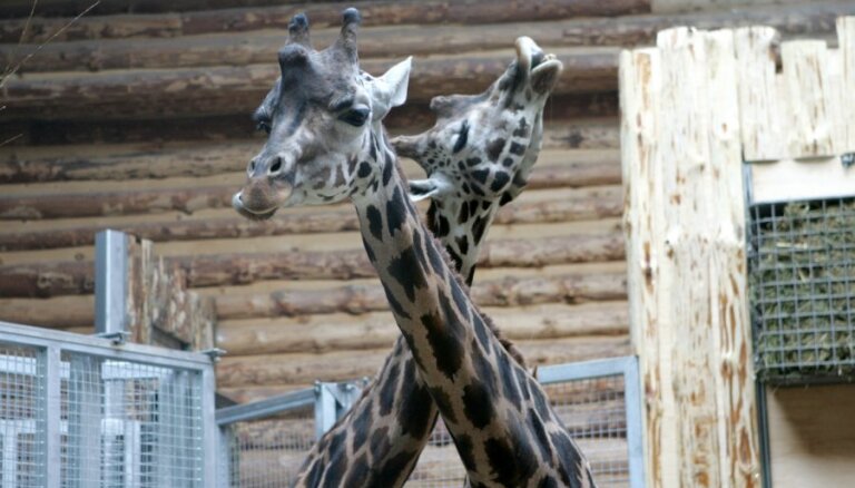Apdraudot žirafes veselību, kāds Rīgas zoodārza apmeklētājs tai metis kāposta lapu