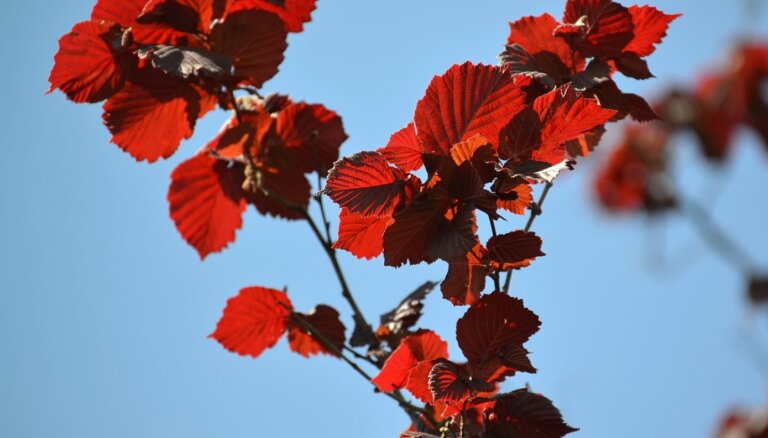 Dekoratīvas un ar gardu riekstu ražu: septiņas lazdu šķirnes ar sarkanām lapām