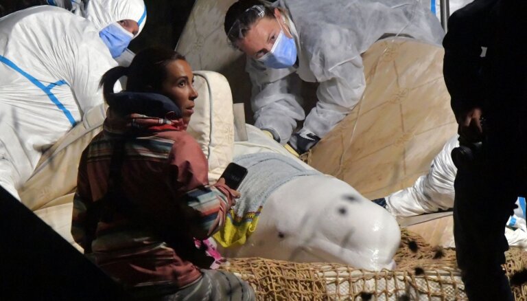 Кит-белуха, заплывший в Сену, умер. Его больше недели пытались спасти