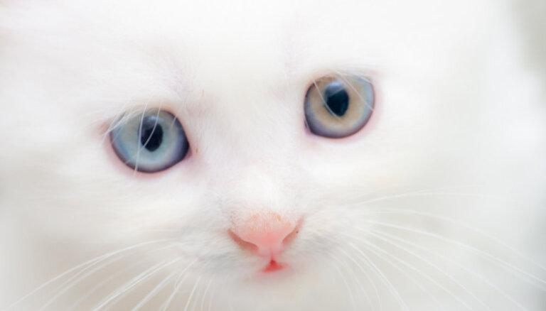 Baltais kaķis