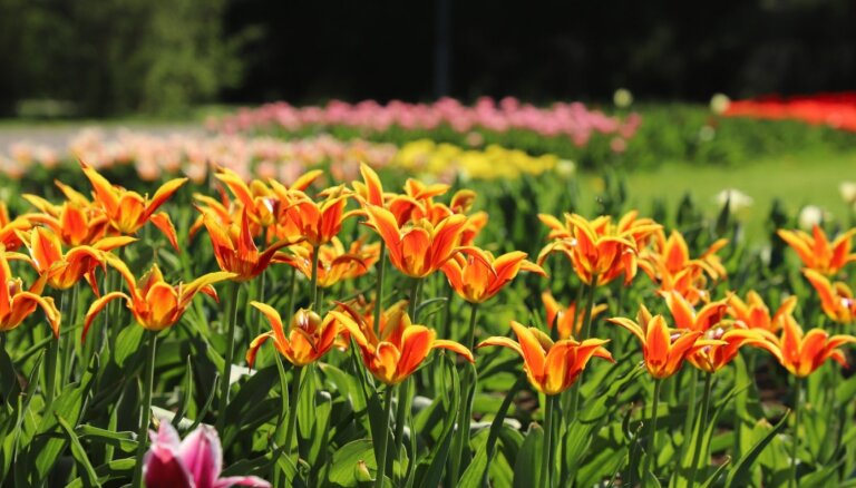 ФОТО. В Национальном ботаническом саду в Саласпилсе расцвело море тюльпанов