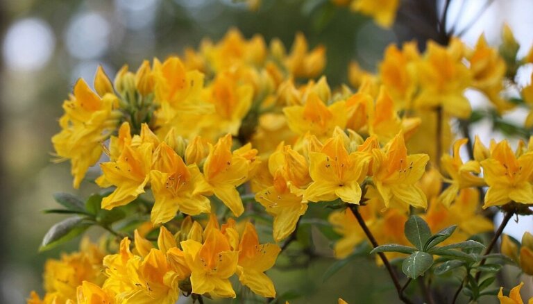 LU Botāniskais dārzs saņēmis sertifikātus par septiņām jaunām rododendru šķirnēm