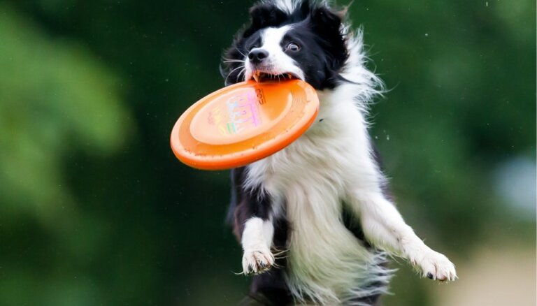 Собаки бывают летучие... когда играют в дог-фризби