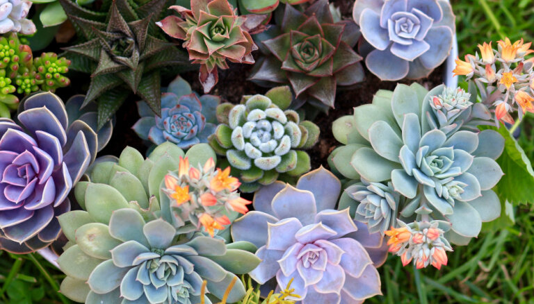 Не кактус и не алоэ. 10 необычных суккулентов для вашего сада