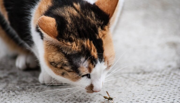 Kā vasarā pasargāt kaķus no ērcēm, blusām, čūskām un citiem mošķiem?