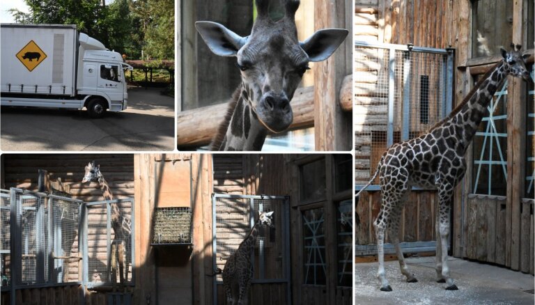 Rīgas zoodārzā ieradusies jauna žirafe no Austrijas