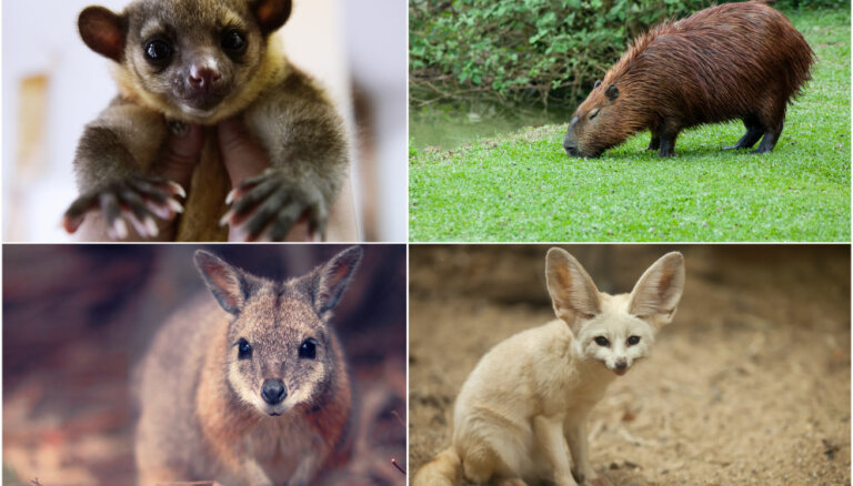 Četri eksotiski dzīvnieki, kurus mēdz turēt kā mājdzīvniekus