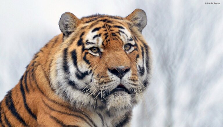 Spēcīga snigšana Krievijas Tālajos Austrumos apdraud Amūras tīģerus