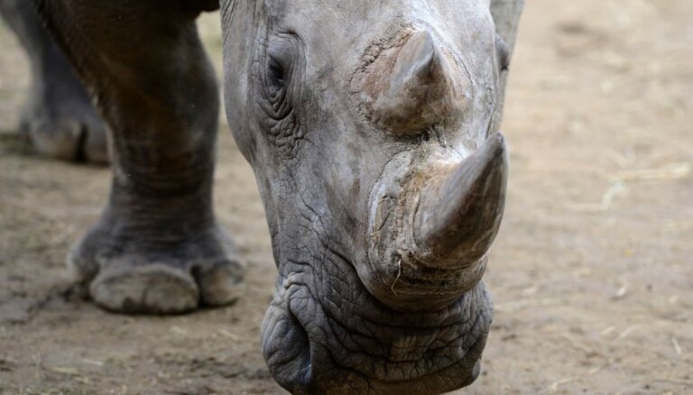 Ученые научились подделывать рог носорога, чтобы спасти животных от браконьеров
