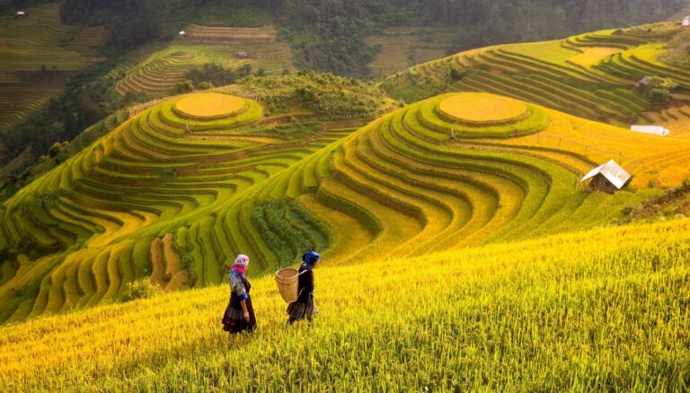 Foto: Gadsimtiem seni rīsu lauki kalnos un ielejās Vjetnamā
