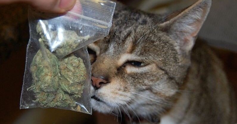 Как марихуана кошка