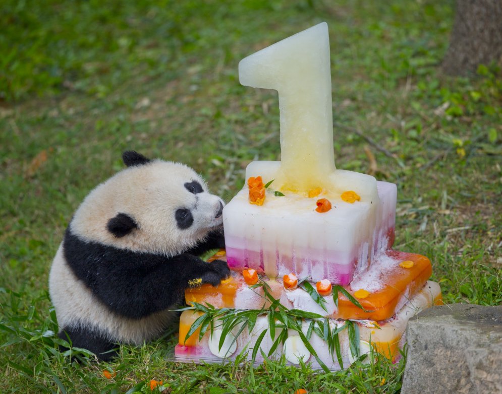 Pandu mazulis Bao Bao sajūsminās par svētku torti