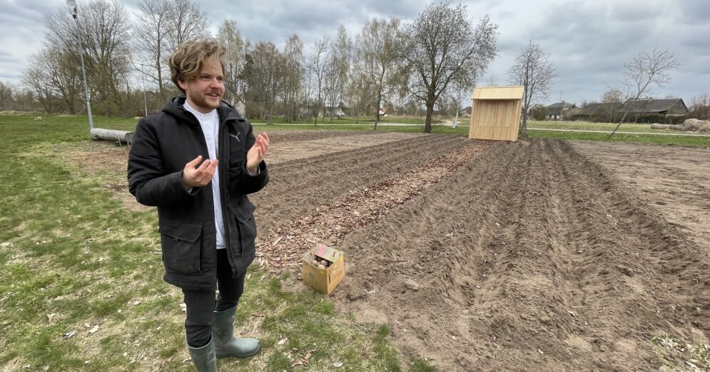 The ‘Easy’ Foundation has planted cultivated potatoes in Kuldiga