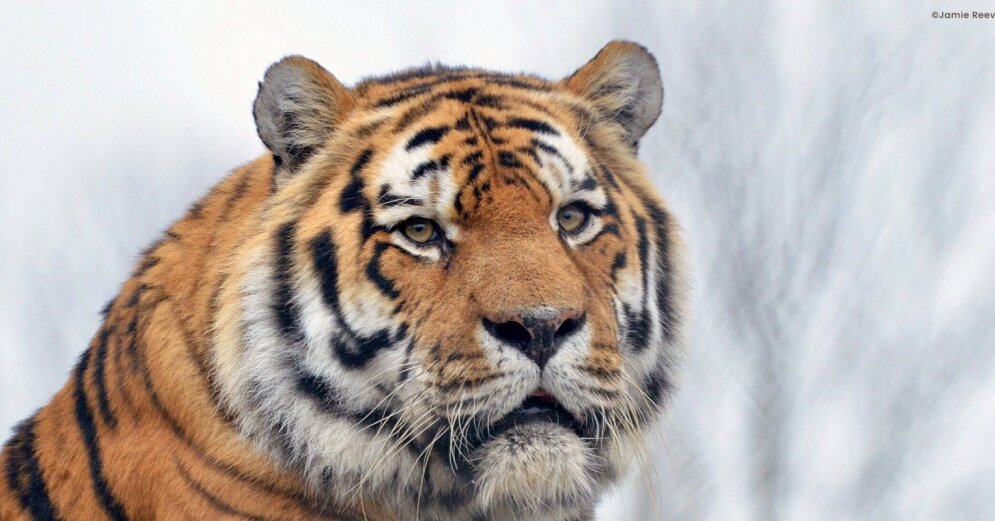 Heavy snow in the Russian Far East threatens the Amur tigers