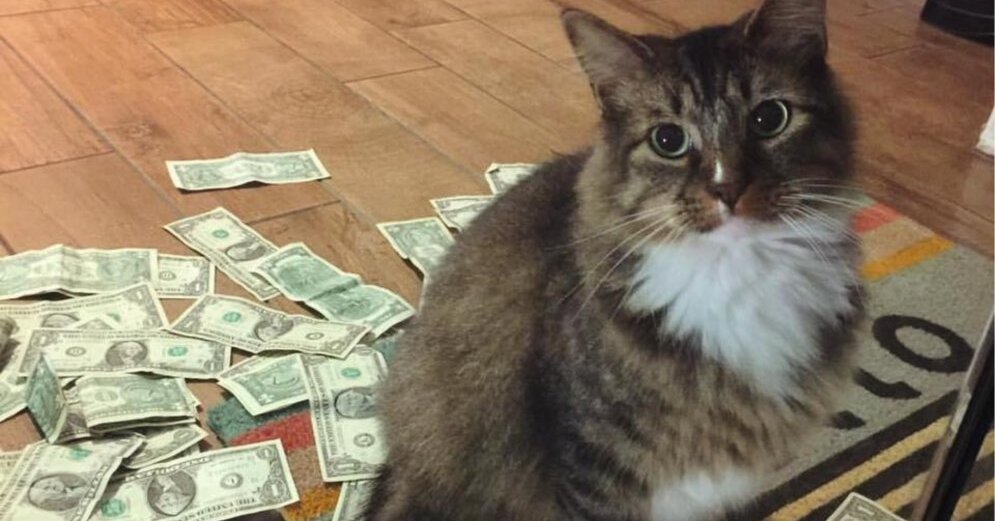 kaķis pelna naudu