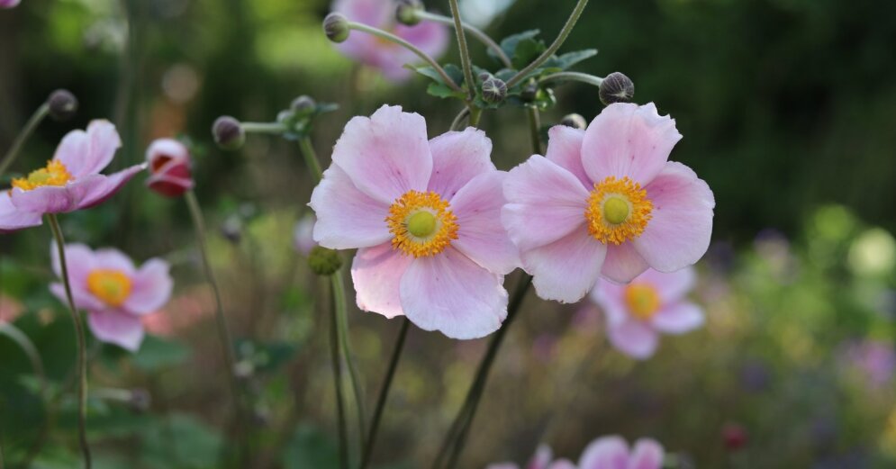 Fragile beauty in the first autumn breezes: Japanese anemones and Hubei