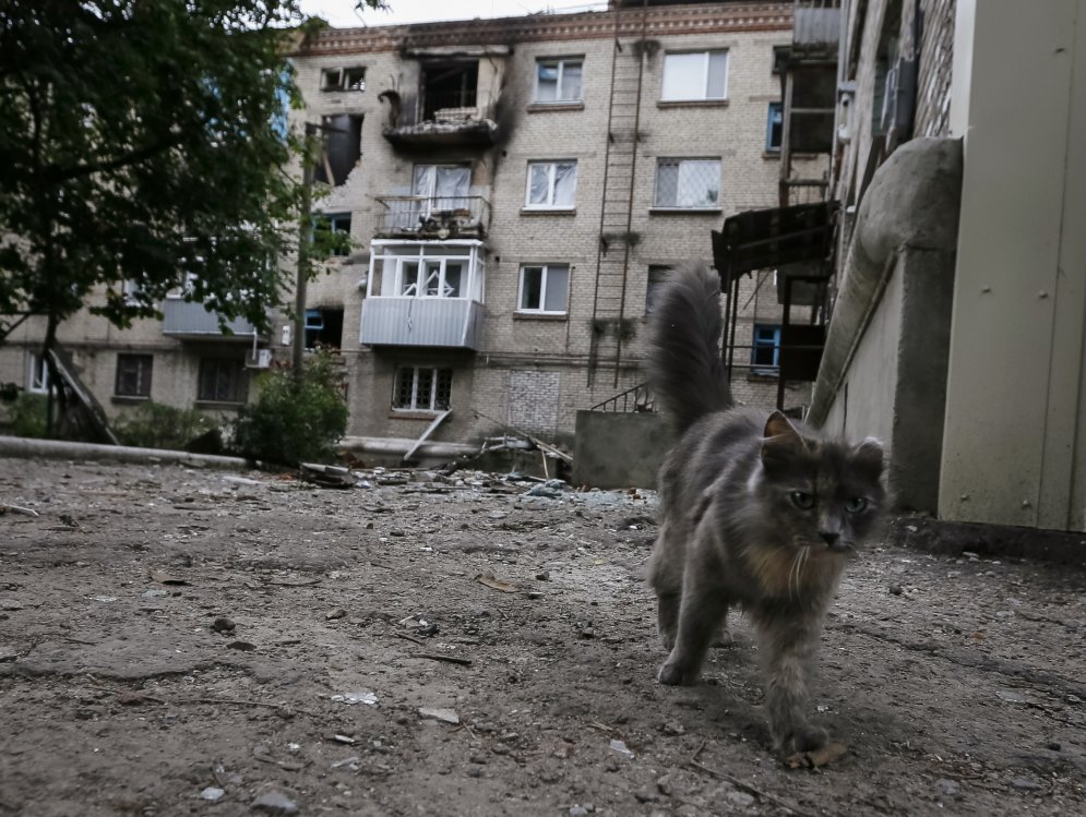 Kaķu dzīve Ukrainas karā