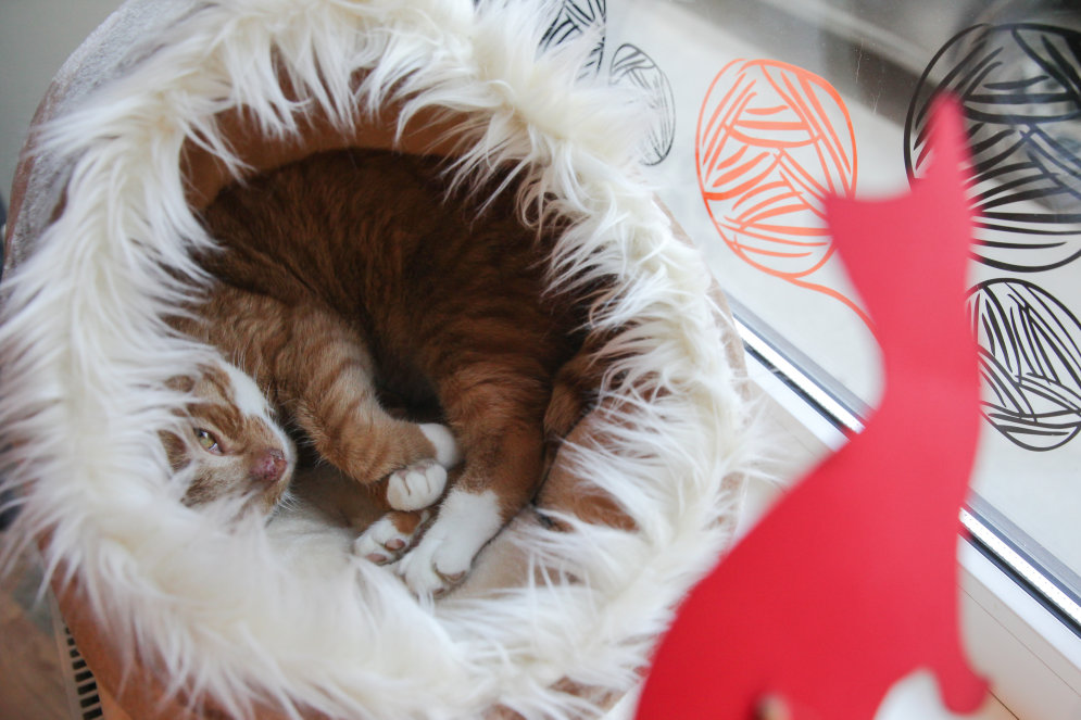 В кошачьем раю: в Риге открылось первое в своем роде "котокафе" Minka