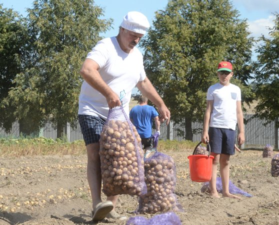 Лукашенко за полтора часа накопал 70 мешков картошки, а чего добился ты?