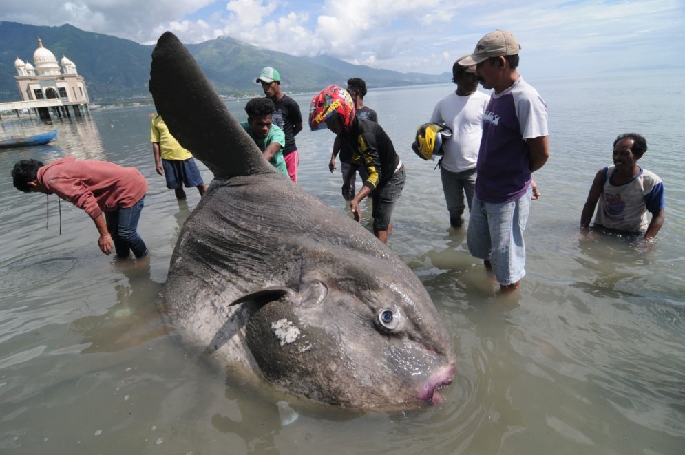 Реальные фото чудовищ. Морские чудовища настоящие. Морские чудовища реальные. Огромные морские чудовища реальные. Морское чудовище настоящее.