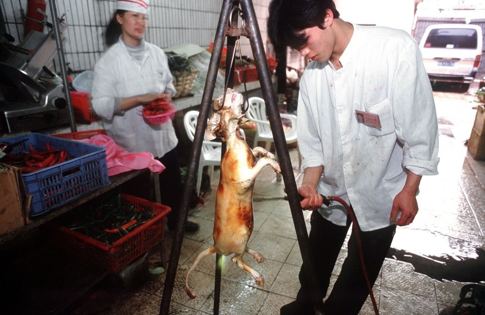 Restorāni Vjetnamā, kuros pasniedz ēdienus no kaķu gaļas