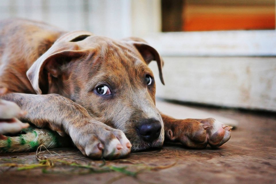 Необычный собачий приют, в котором собаки живут в домах, а не клетках
