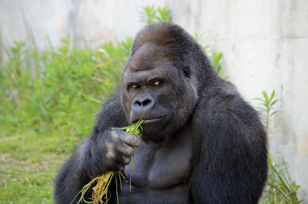 Japāņu sieviešu mīlulis - gorilla, kas izskatās pēc Džordža Klūnija