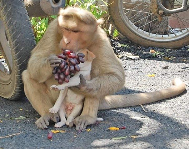 Pērtiķis adoptē kucēnu un sargā to no klaiņojošiem suņiem