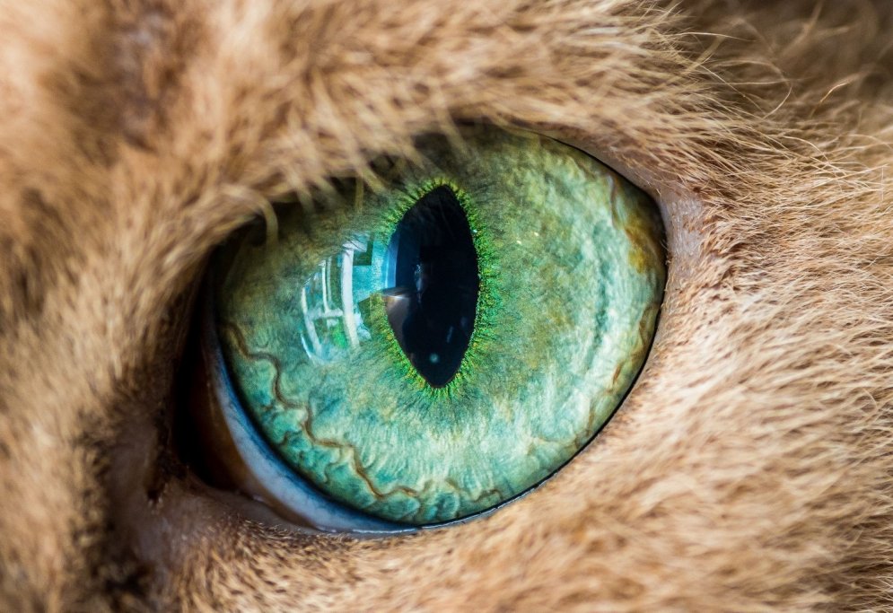 Unikāls hobijs: fotogrāfs iemūžina kaķu acis tuvplānā