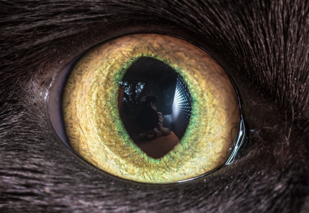 Unikāls hobijs: fotogrāfs iemūžina kaķu acis tuvplānā