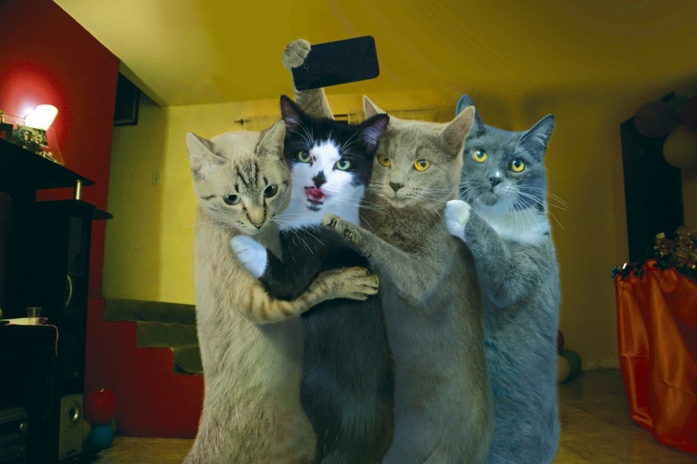 Laists klajā pasaulē pirmais kalendārs ar kaķu selfijiem
