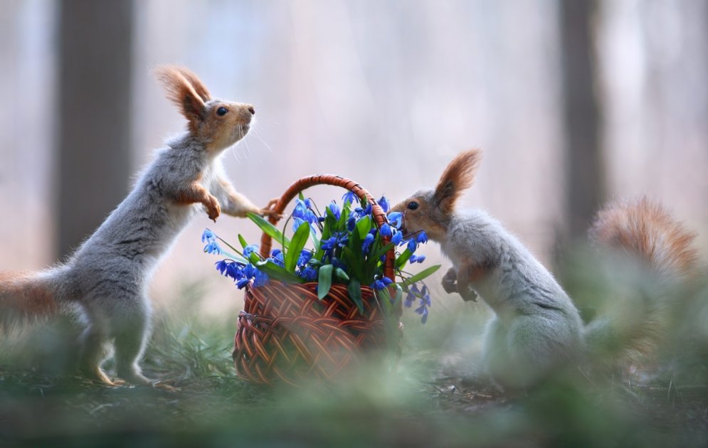 Krievu vāveres sagaida pavasara saulīti ar romantiskām dāvanām