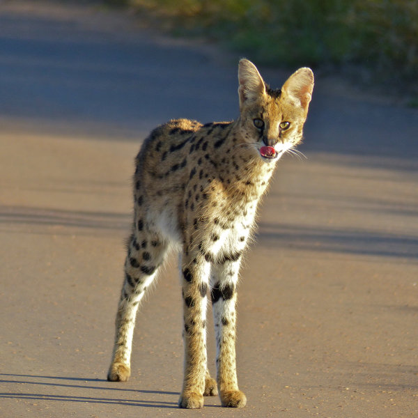 Servals