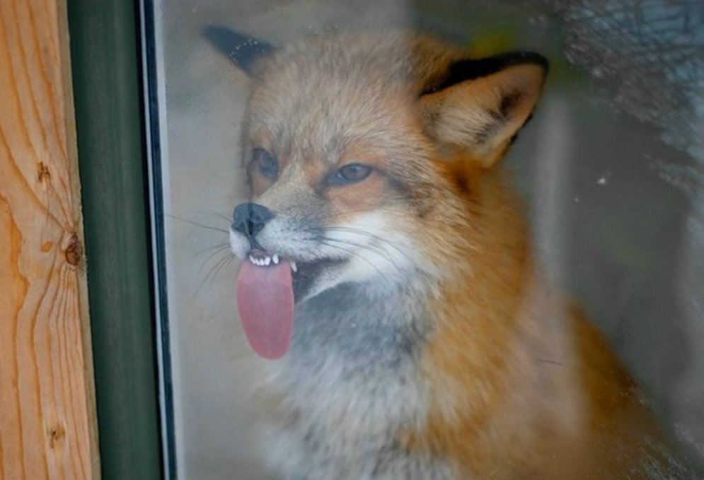 Izkārtas mēles un smieklīgas sejas – kad dzīvnieki laiza stiklu